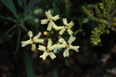 Verbena araucana, photographed by aacocucci