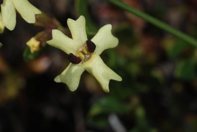 Verbena araucana, photographed by aacocucci