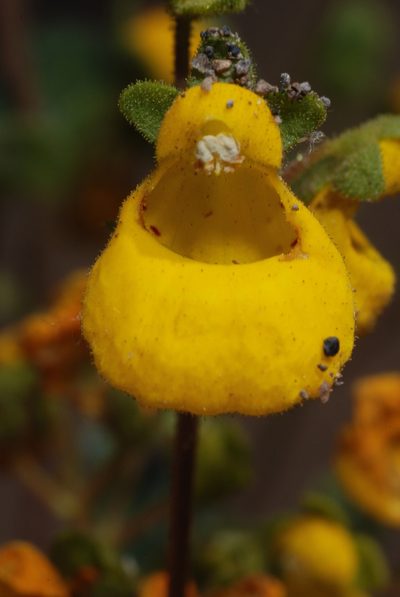 Calceolaria germainii, photographed by aacocucci