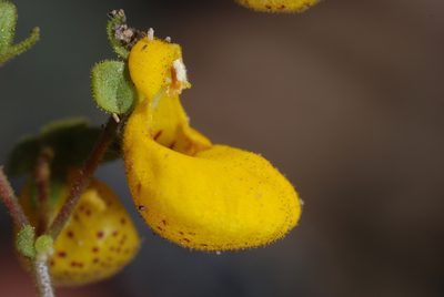 Calceolaria germainii, photographed by aacocucci