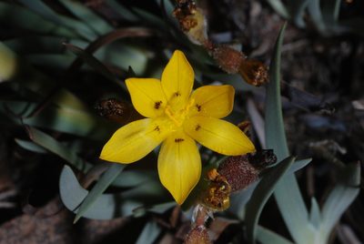 Sisyrinchium laetum, photographed by aacocucci