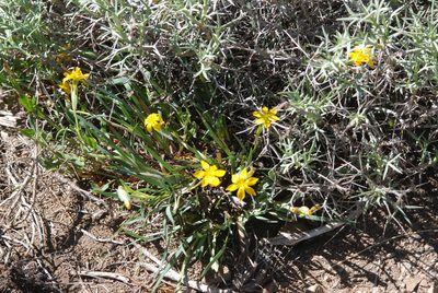 Sisyrinchium laetum, photographed by aacocucci