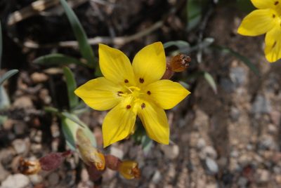 Sisyrinchium laetum, photographed by aacocucci