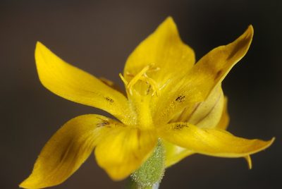 Sisyrinchium laetum, photographed by aacocucci