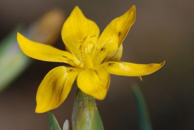 Sisyrinchium laetum, photographed by aacocucci