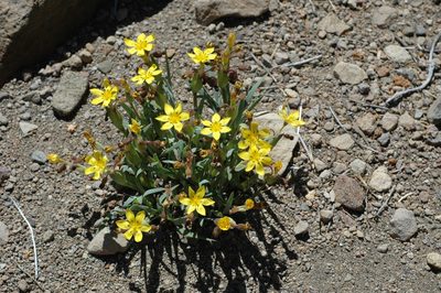 Sisyrinchium laetum, photographed by aacocucci