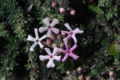 Junellia tridactylites, photographed by aacocucci