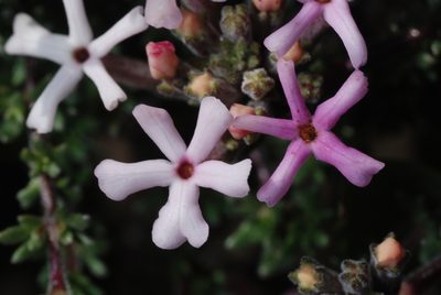 Junellia tridactylites, photographed by aacocucci