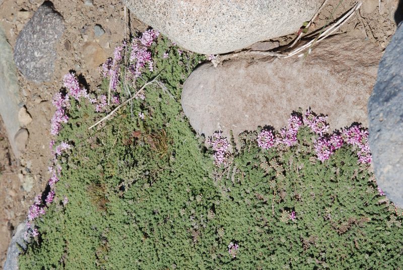 Junellia tridactylites, photographed by aacocucci