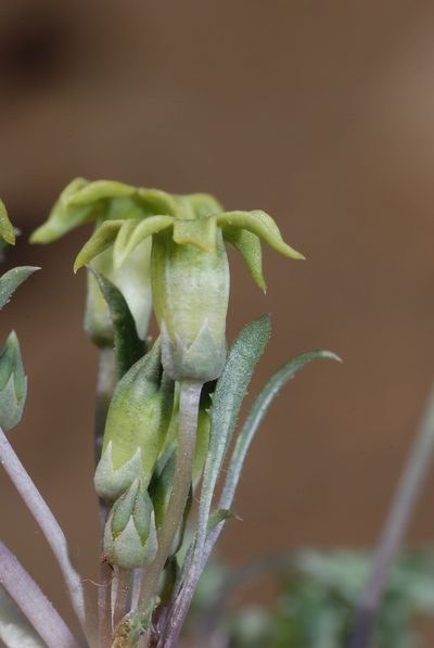 Jaborosa reflexa, photographed by aacocucci