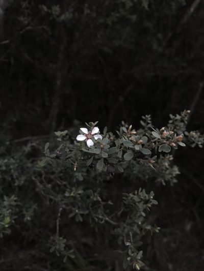 Leptospermum grandiflorum, photographed by Ramit Singal