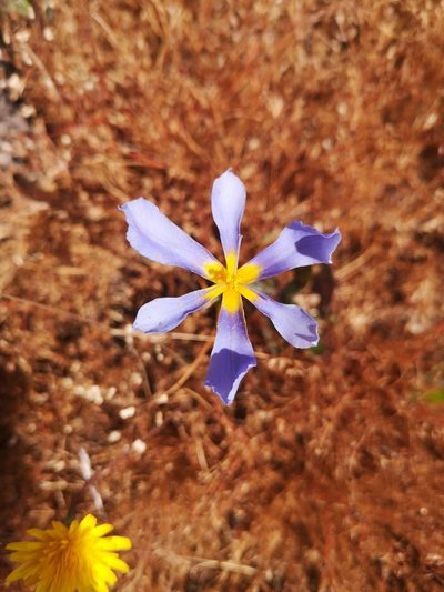 Calydorea xiphioides, photographed by Darío De la Fuente