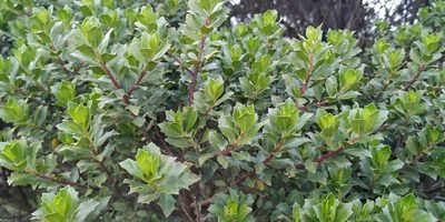 Baccharis conferta, photographed by Tereso Hernández Morales