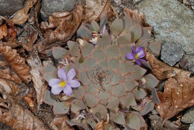Viola rosulata, photographed by aacocucci