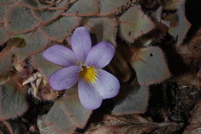 Viola rosulata, photographed by aacocucci