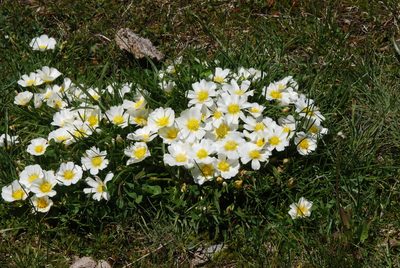 Calandrinia graminifolia, photographed by aacocucci