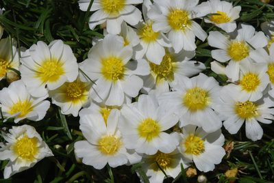 Calandrinia graminifolia, photographed by aacocucci