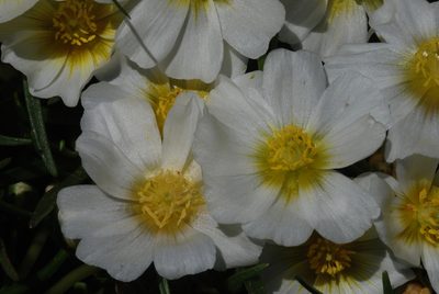 Calandrinia graminifolia, photographed by aacocucci
