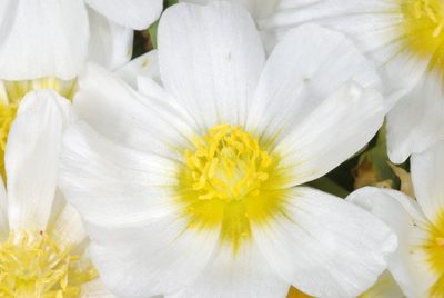Calandrinia graminifolia, photographed by aacocucci