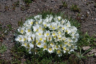 Calandrinia graminifolia, photographed by aacocucci