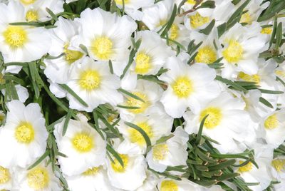 Calandrinia graminifolia, photographed by aacocucci