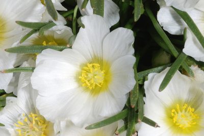 Calandrinia graminifolia, photographed by aacocucci
