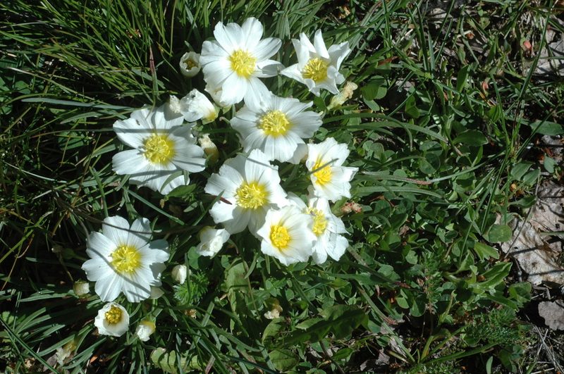 Calandrinia graminifolia, photographed by aacocucci