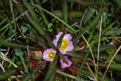 Calandrinia colchaguensis, photographed by aacocucci