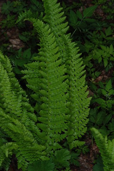 Polystichum plicatum, photographed by aacocucci