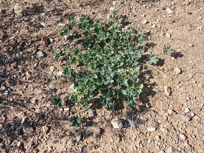 Apodanthera undulata, photographed by Craig Martin