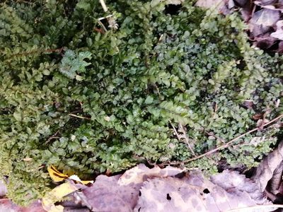 Plagiomnium rostratum, photographed by Tatiana Strus