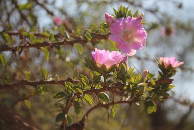 Pereskia sacharosa, photographed by Ramon and Suzanne Vargas