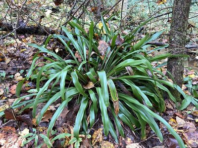 Carex fraseriana, photographed by Reid Hardin