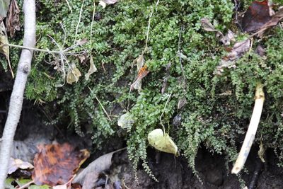Plagiomnium rostratum, photographed by Tatiana Strus