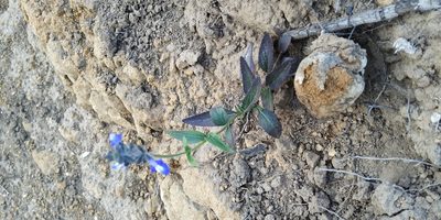 Salvia prunelloides, photographed by Tereso Hernández Morales