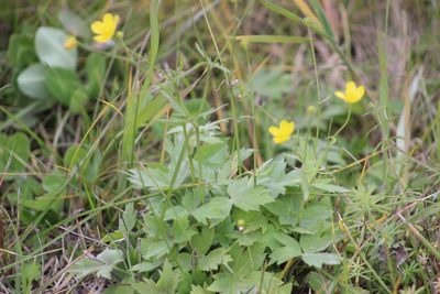 Ranunculus propinquus, photographed by Tatiana Strus