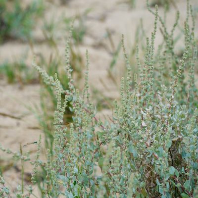Atriplex barclayana, photographed by Bill Levine