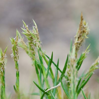 Jouvea pilosa, photographed by Bill Levine