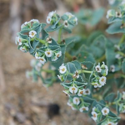 Euphorbia leucophylla, photographed by Bill Levine