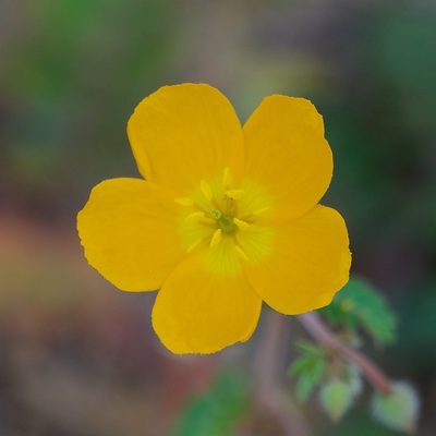 Kallstroemia peninsularis, photographed by Bill Levine