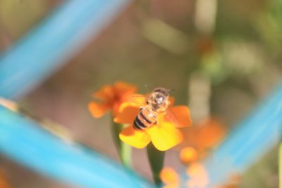 Tagetes erecta, photographed by Juanito Escamilla
