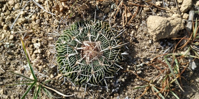 Stenocactus crispatus, photographed by Tereso Hernández Morales