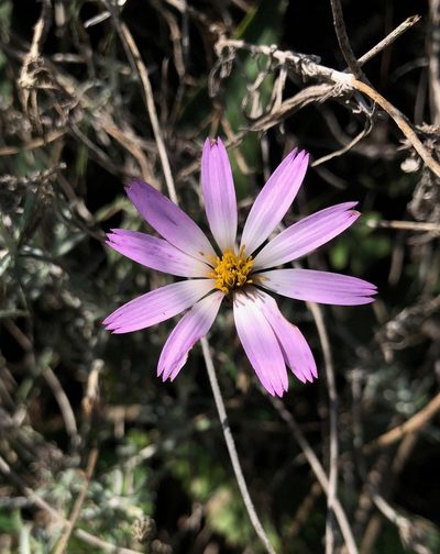 Onoseris hyssopifolia, photographed by desertnaturalist