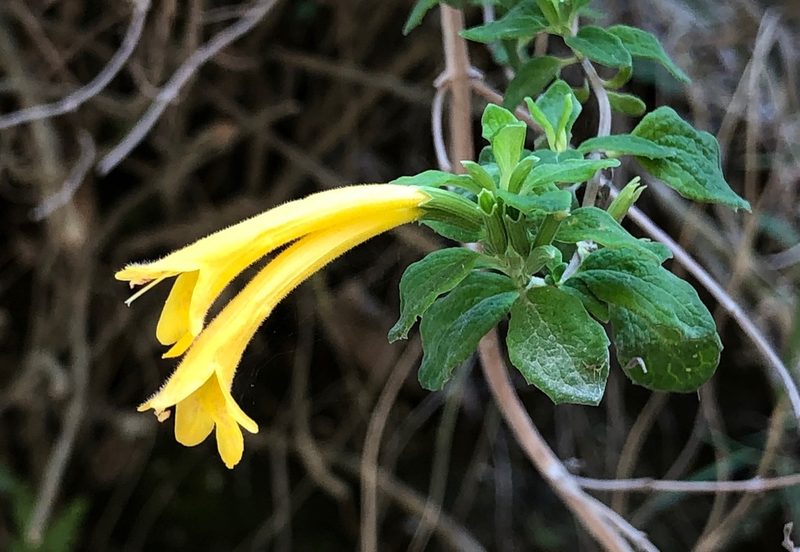 Clinopodium tomentosum, photographed by desertnaturalist