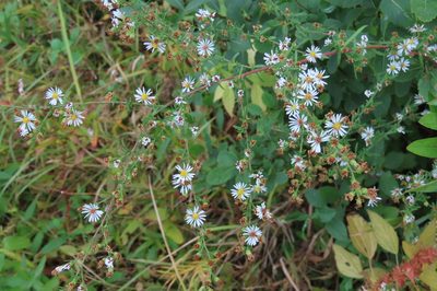 Symphyotrichum racemosum, photographed by Mike Gooley