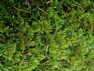 Eurhynchiastrum pulchellum, photographed by Randal