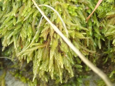 Eurhynchiastrum pulchellum, photographed by Randal