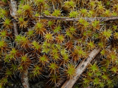 Syntrichia princeps, photographed by Randal