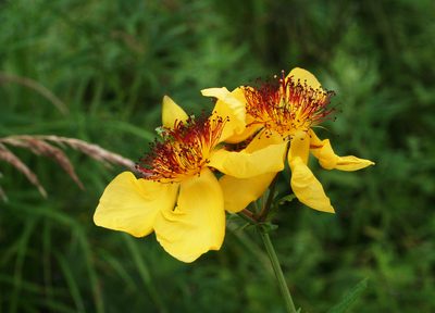 Hypericum ascyron, photographed by Oleg Kosterin