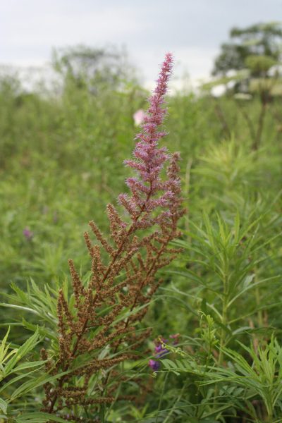 Astilbe chinensis, photographed by Oleg Kosterin